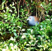 Black Tailed Crake
