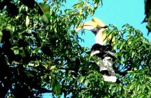 Great Hornbill