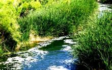Lush Waterways
