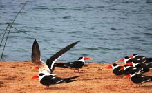 Skimmer group