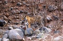 Son Of Ladli Tiger