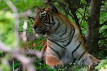 Tiger Tales