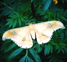 Tussar Silk Moth