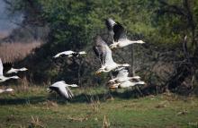 Bar Headed Geese