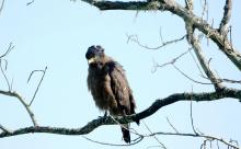 Crested Serpant Eagle