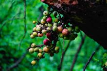 Fig Fruits
