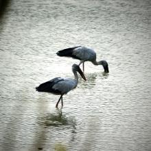 Open Bill Fishing