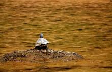 Tent Turtle
