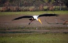 Painted Stork flight