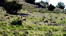Big Horn Sheep