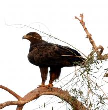 Eagle