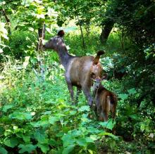 Sambhar Deer