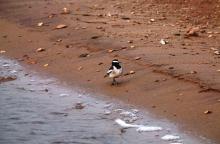 Wagtail