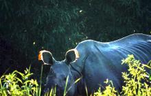 Wild Buffalo