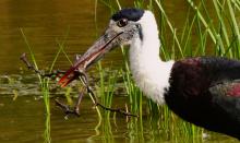 Wooly Necked Stork