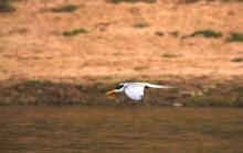 Black bellied Tern