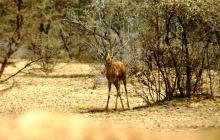 Chinkara