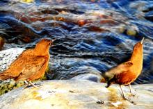 Dipper Pair
