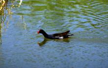 Marsh Hen