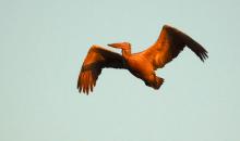 Pelican