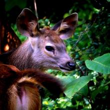 Sambhar Fawn