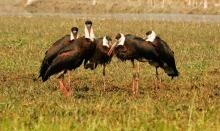 Wolly necked Stork