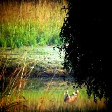 Deer Reflection