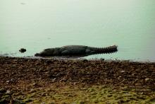 Mugger Crocodile