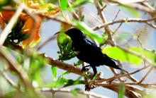 Sunbird Seeking Nector