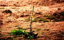 Wild weed