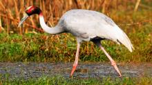 Sarus Walk