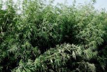 14 Marijuana reeds