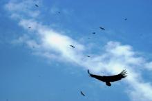 Eagle Younder