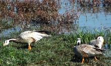 Bar Headed Geese
