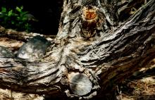 Beaver Damage