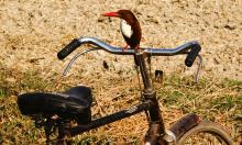 Kingfisher