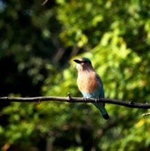 Roller Bird