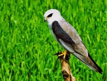 Black-winged Kite