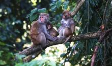Monkey Huddle