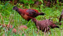 Painted Spur Fowl
