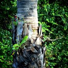 Trunk Forest