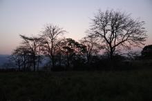 17 Morning Jungles