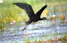 Glossy Ibis