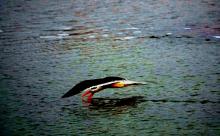 Skimmer ripping waters