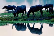 Wild Buffalo