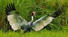 Sarus Airborne