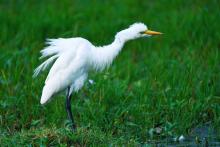 Egret