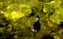 Grebe