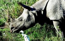 Rhino