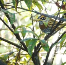 Rufous Breasted Accentor